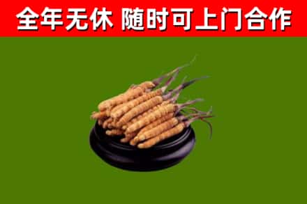 临泉县烟酒回收冬虫夏草.jpg