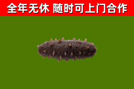 临泉县烟酒回收干海参.jpg